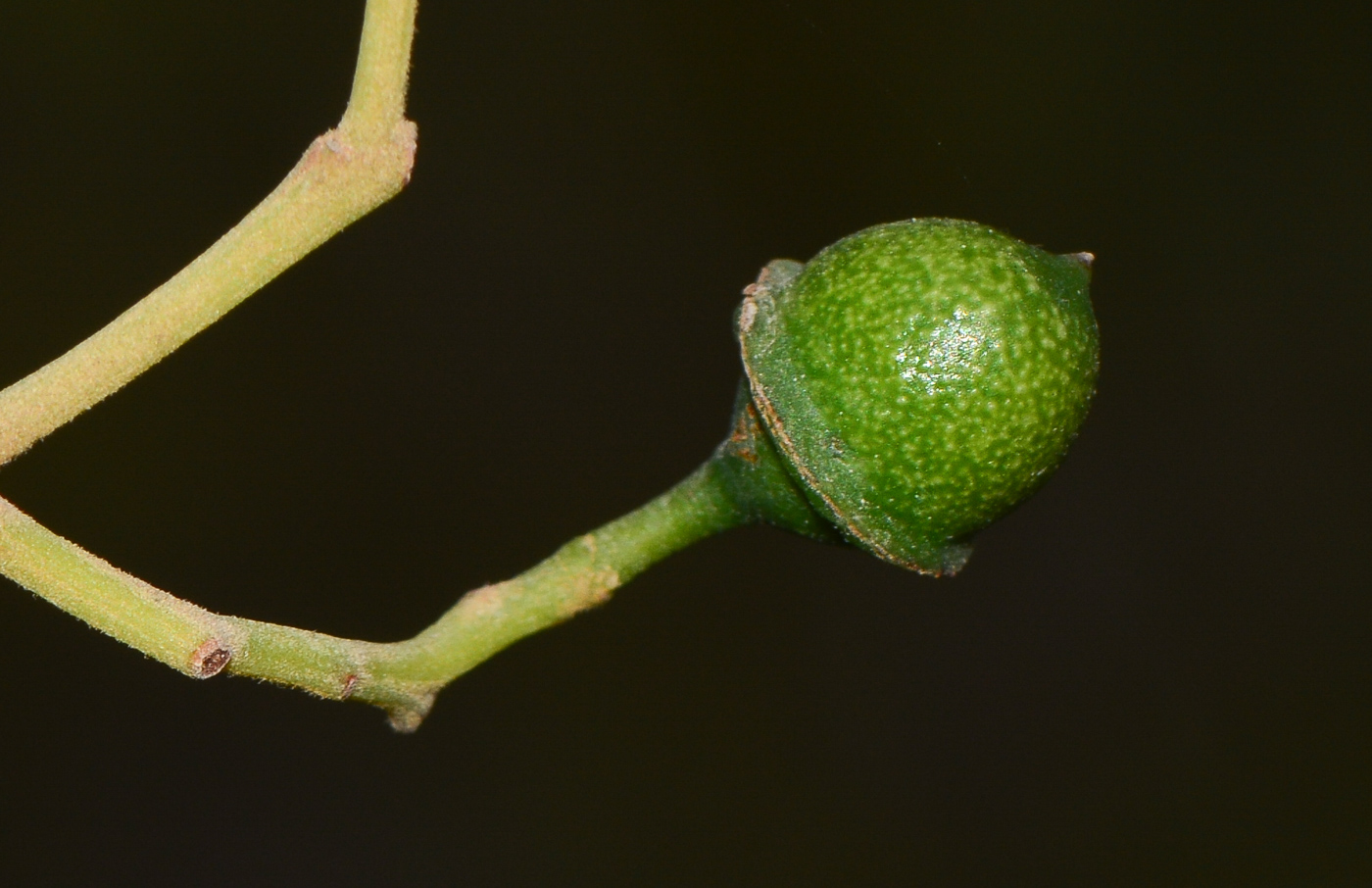 Изображение особи Alphitonia excelsa.