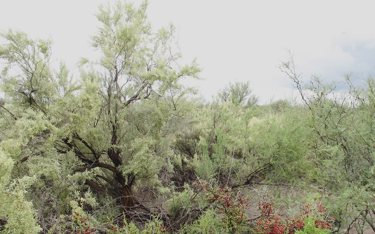 Image of Atriplex lampa specimen.