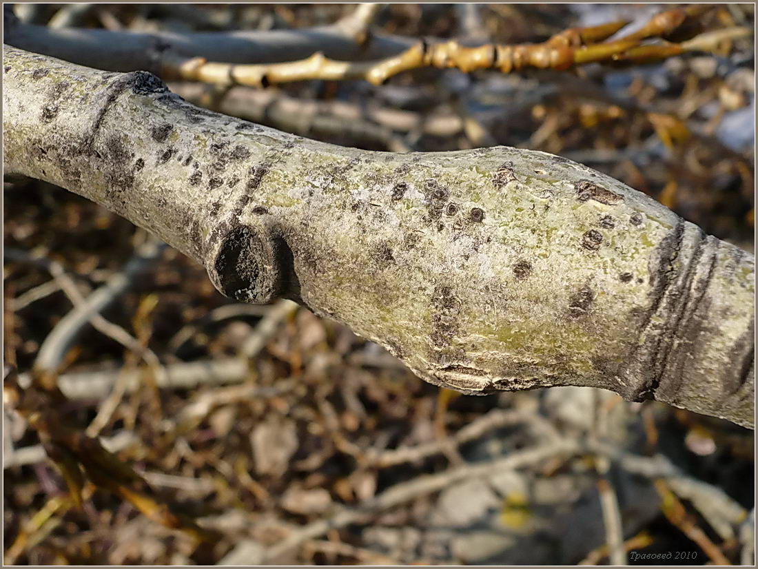 Image of Populus balsamifera specimen.