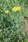 Tragopogon graminifolius