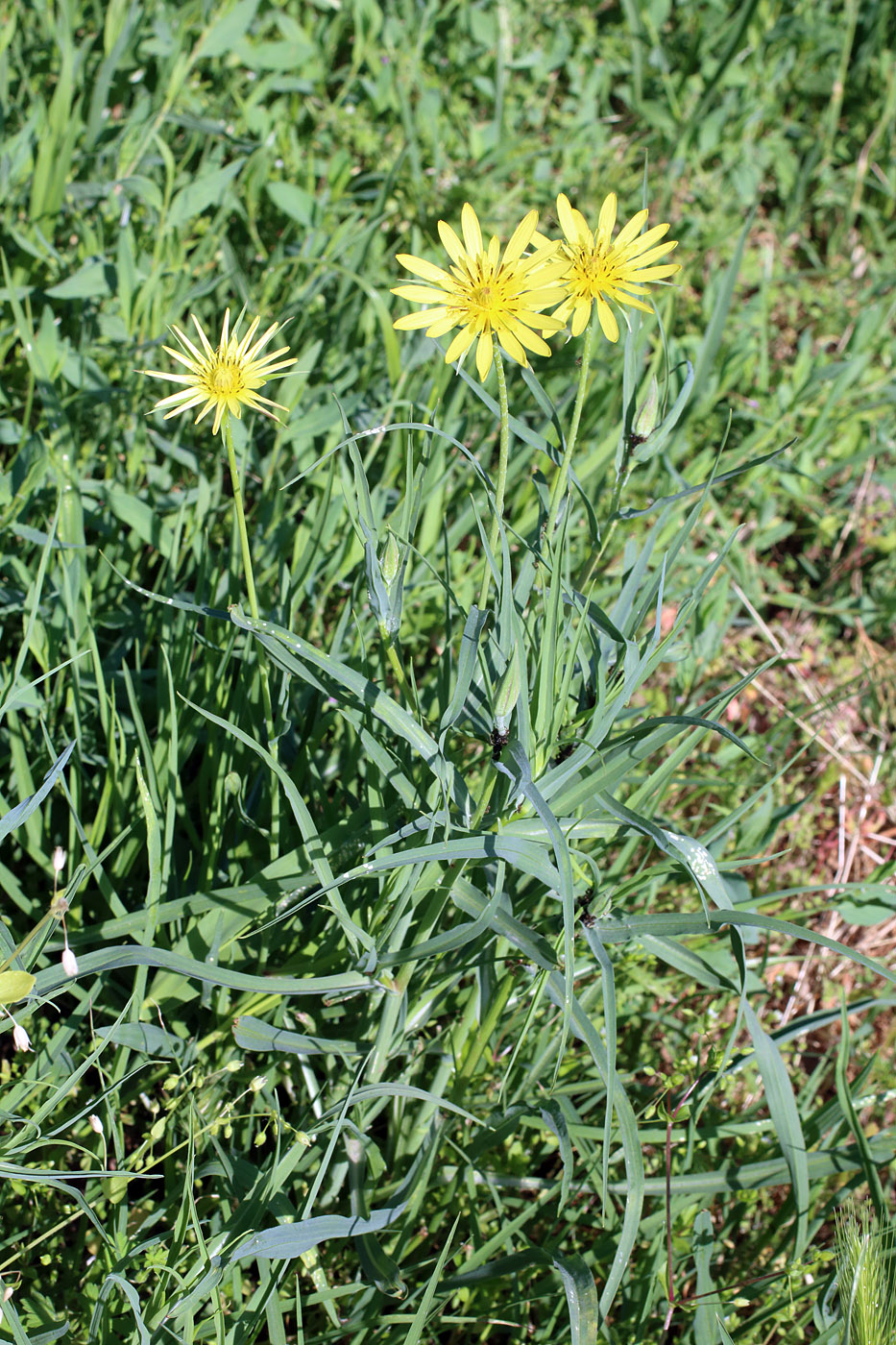 Изображение особи Tragopogon graminifolius.