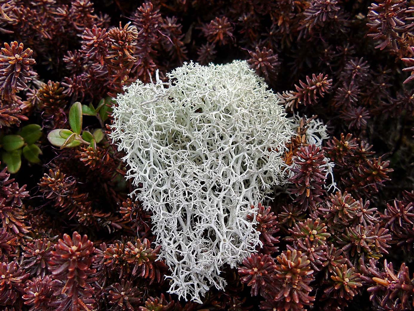 Image of Cladonia portentosa specimen.