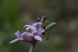 Daphne mezereum