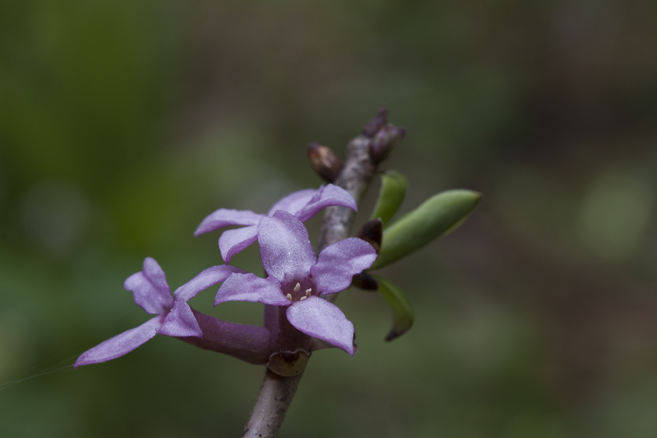 Image of Daphne mezereum specimen.