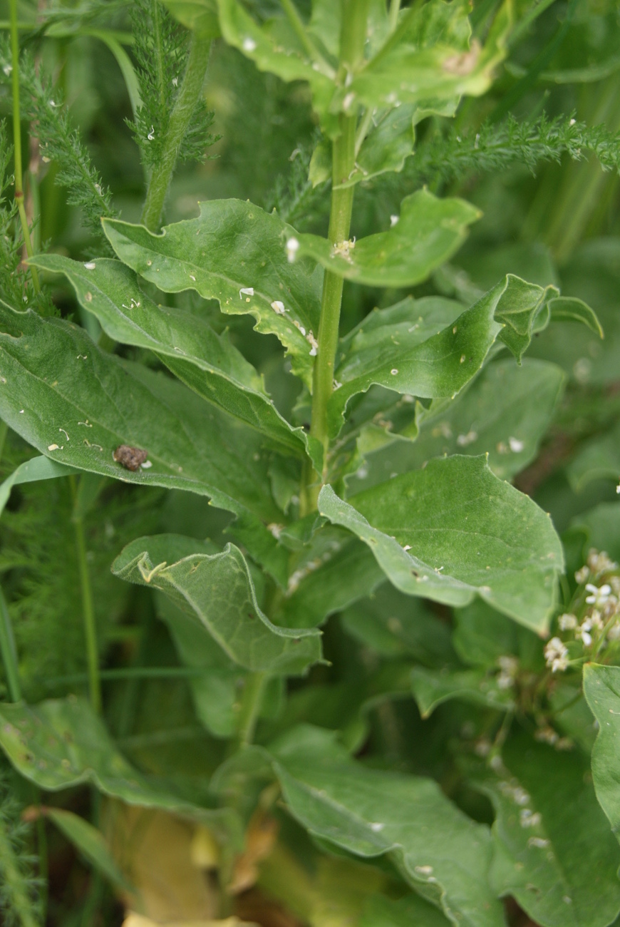 Image of Cardaria draba specimen.