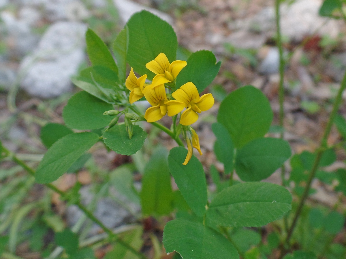 Изображение особи Melilotoides platycarpos.