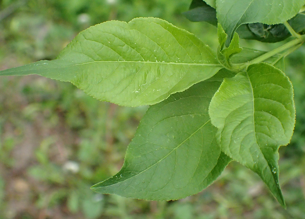 Изображение особи Euonymus europaeus.