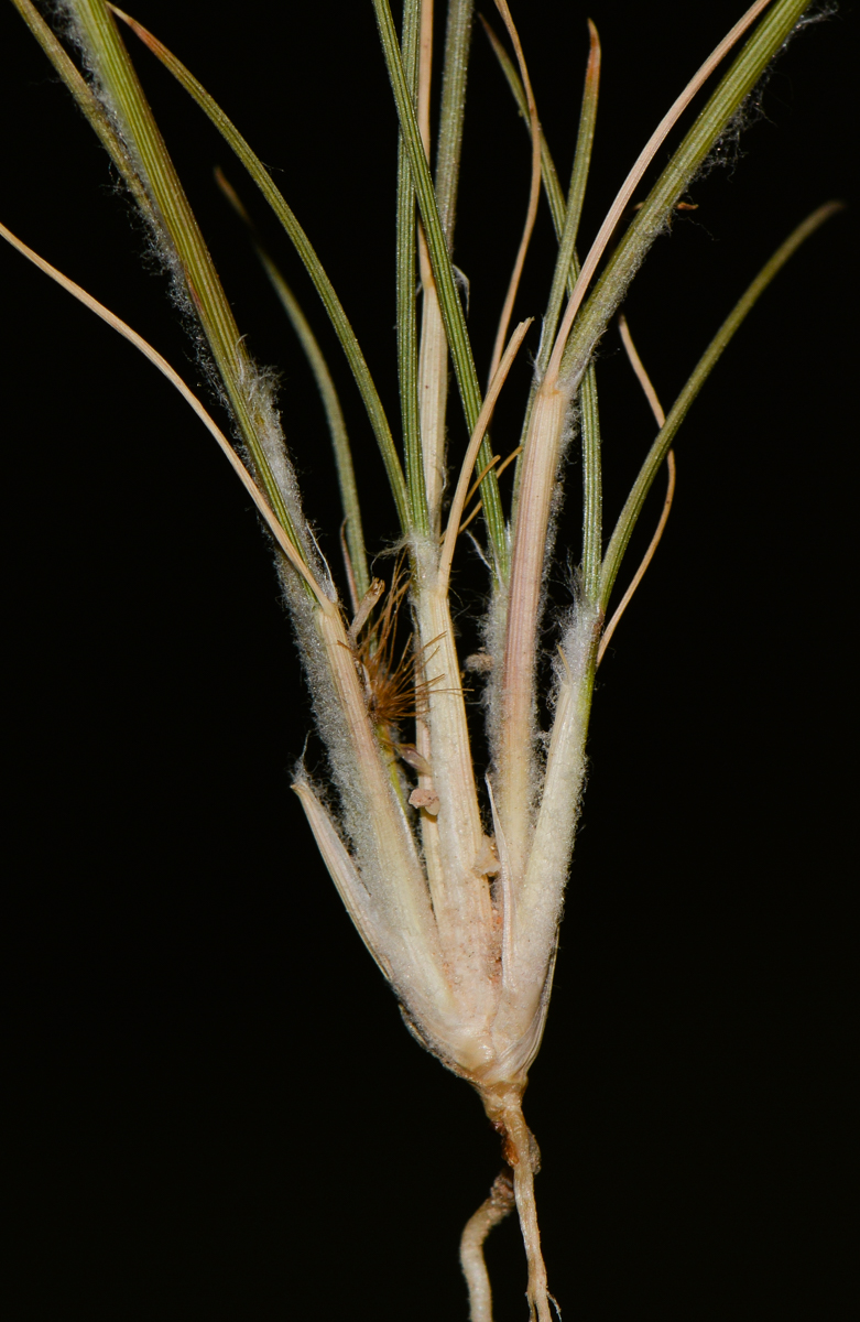 Image of Stipagrostis plumosa specimen.