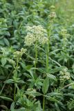 Galium boreale. Верхушки цветущих растений. Ростовская обл., Куйбышевский р-н, окр. с. Лысогорка, подножье мелового склона в балке. 16.06.2017.