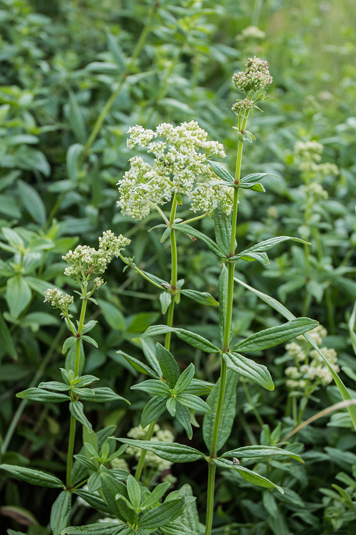 Image of Galium boreale specimen.