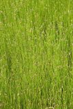 Eleocharis palustris