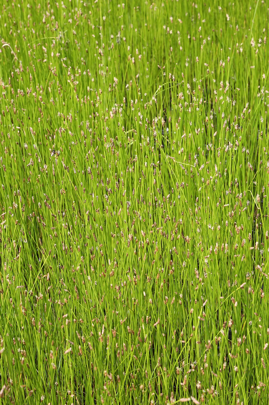 Image of Eleocharis palustris specimen.