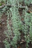 Artemisia austriaca