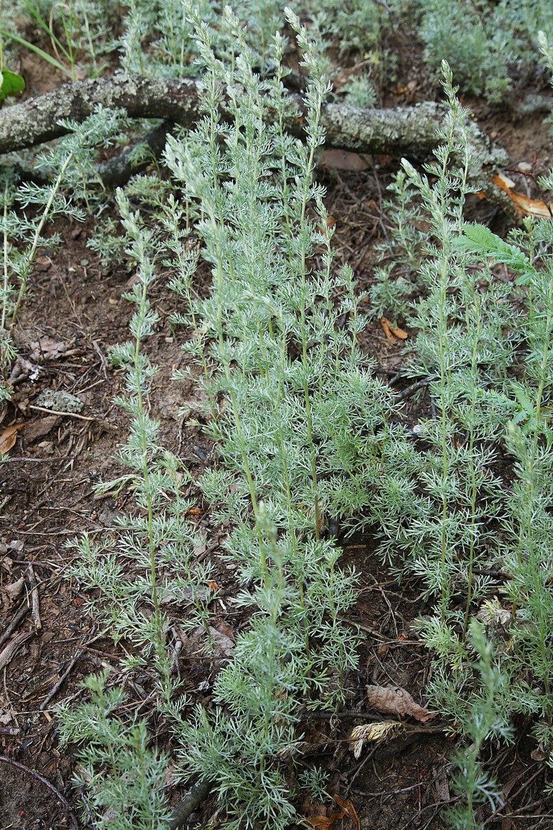 Image of Artemisia austriaca specimen.