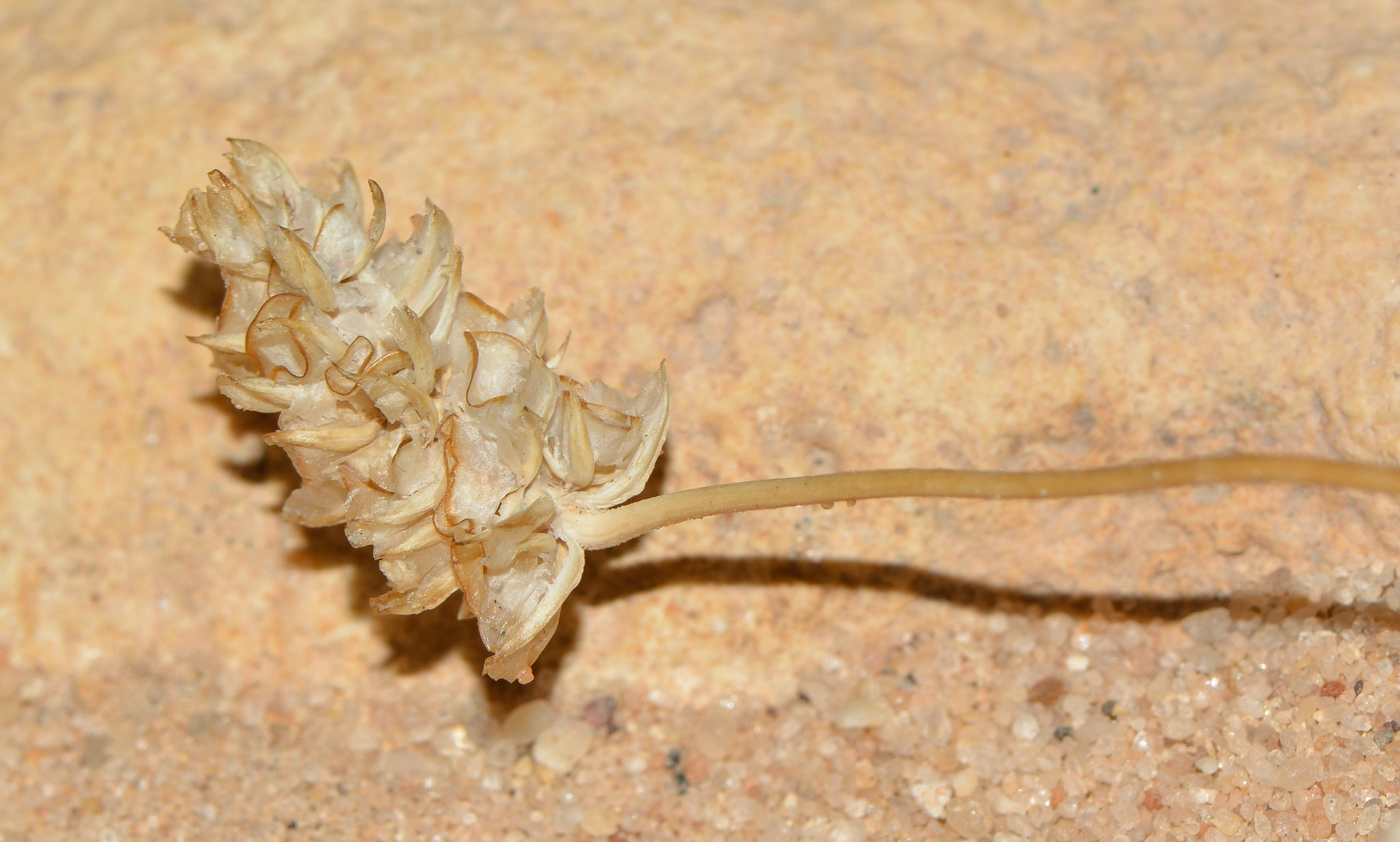 Image of Plantago ovata specimen.