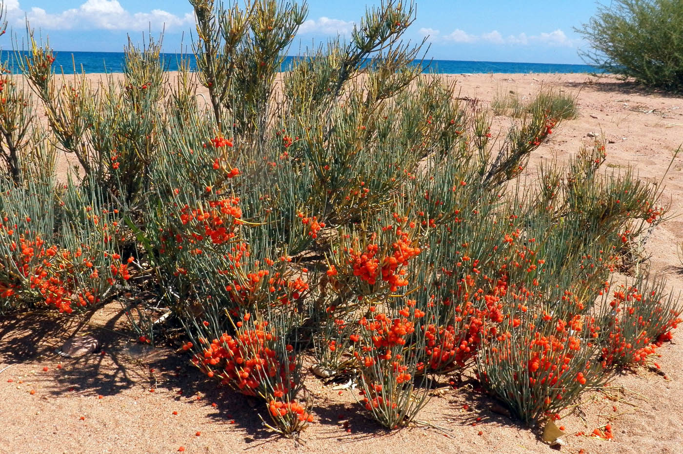 Изображение особи Ephedra intermedia.