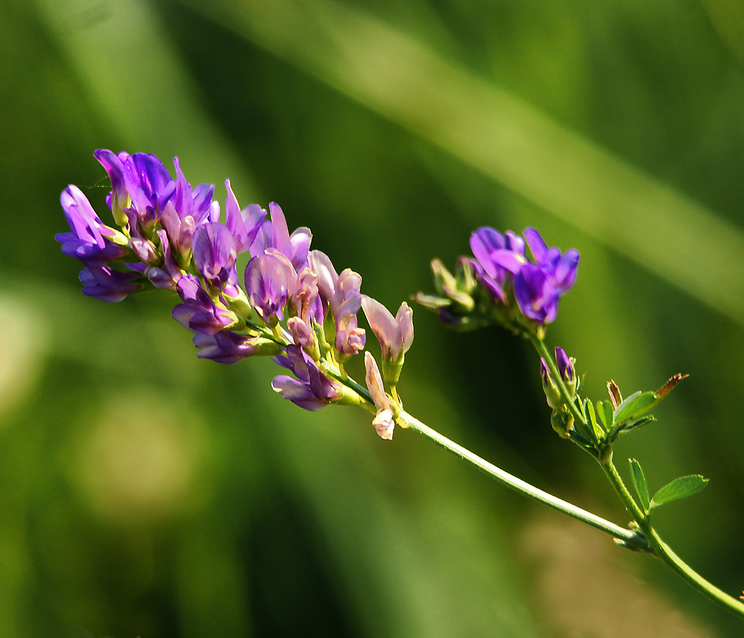 Изображение особи Medicago sativa.