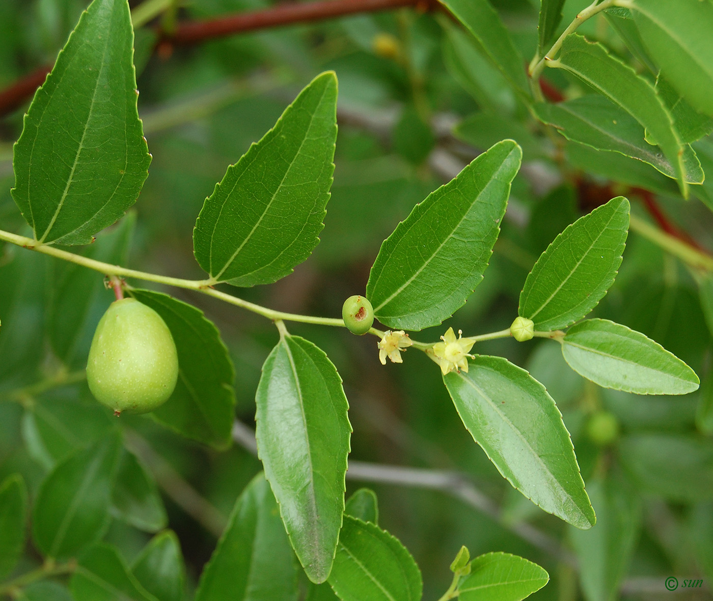 Image of Ziziphus jujuba specimen.