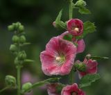 Alcea rosea. Цветки (на втором плане - верхушка растения с бутонами). Московская обл., Раменский р-н, окр. дер. Хрипань, садовый участок. 07.08.2017.