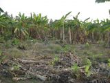 genus Musa