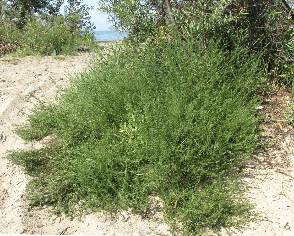 Image of Salsola collina specimen.