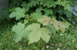 Acer pseudoplatanus. Побег со здоровыми и частично поврежденными листьями. Камчатский край, Петропавловск-Камчатский, центр города, в культуре. 17.07.2017.