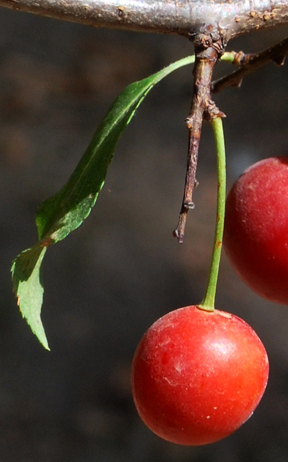 Image of Prunus cerasifera specimen.