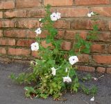 Petunia × hybrida. Цветущее и плодоносящее растение. Краснодарский край, г. Краснодар, самосев в подворотне. 11.09.2017.