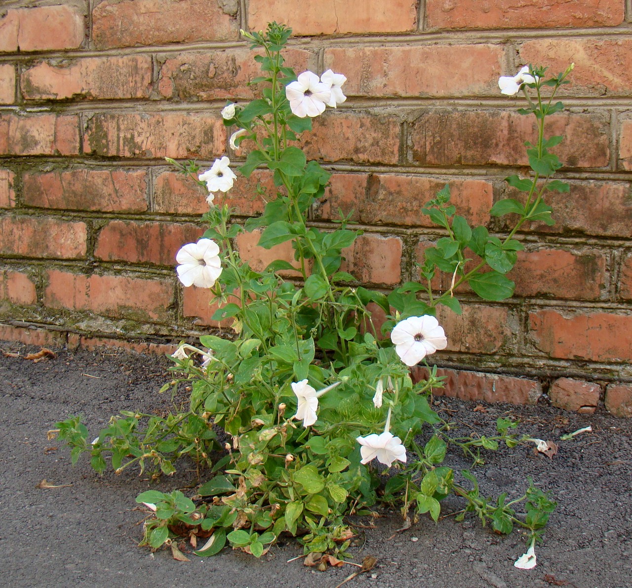 Image of Petunia &times; hybrida specimen.