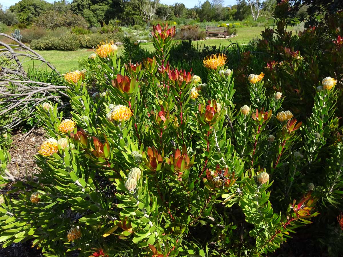 Image of Leucospermum cuneiforme specimen.