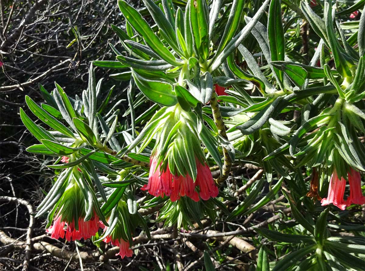 Изображение особи Lobostemon belliformis.