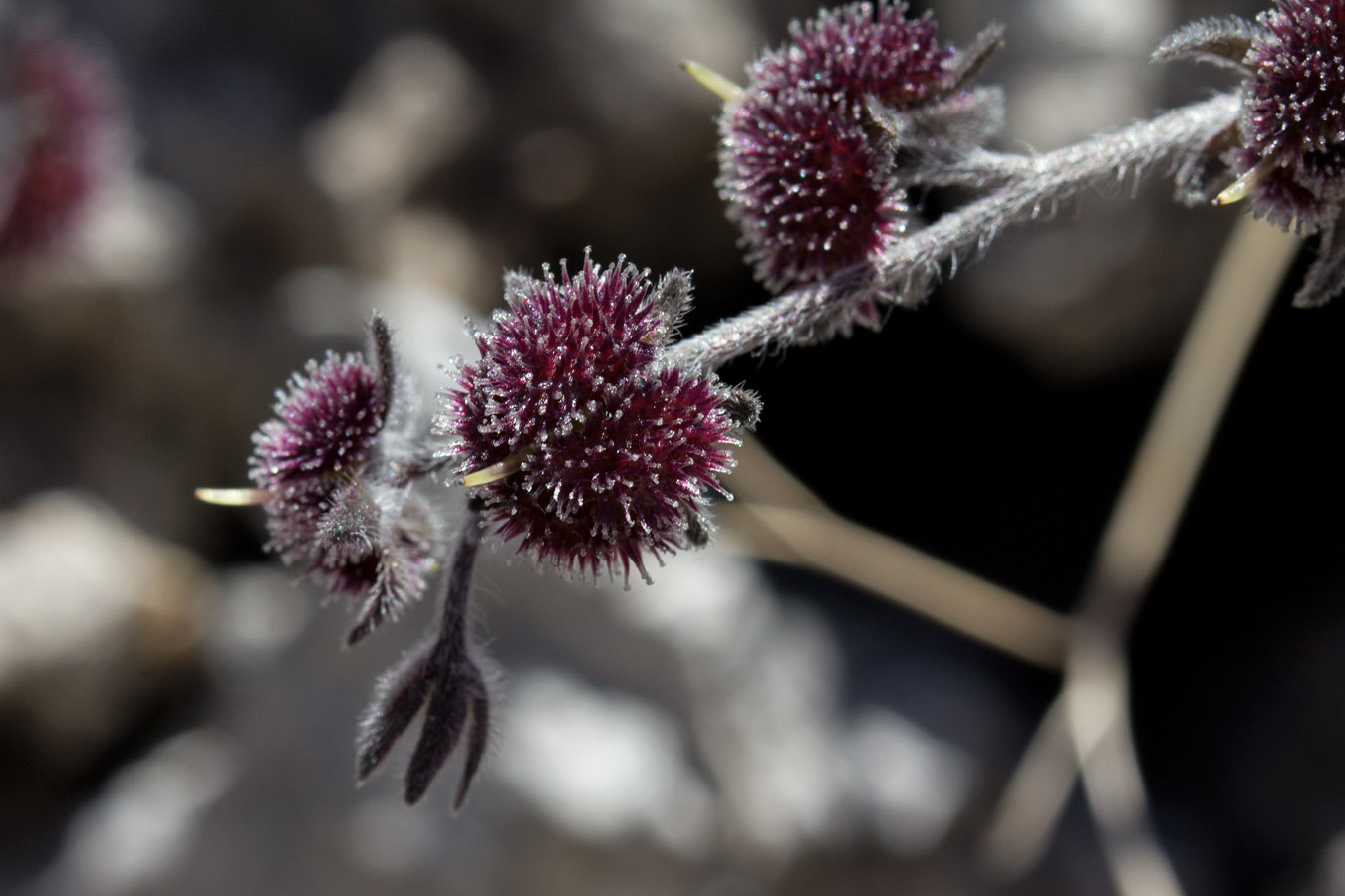 Image of Cynoglossum sphacioticum specimen.