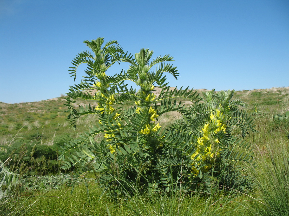 Изображение особи Astragalus sieversianus.