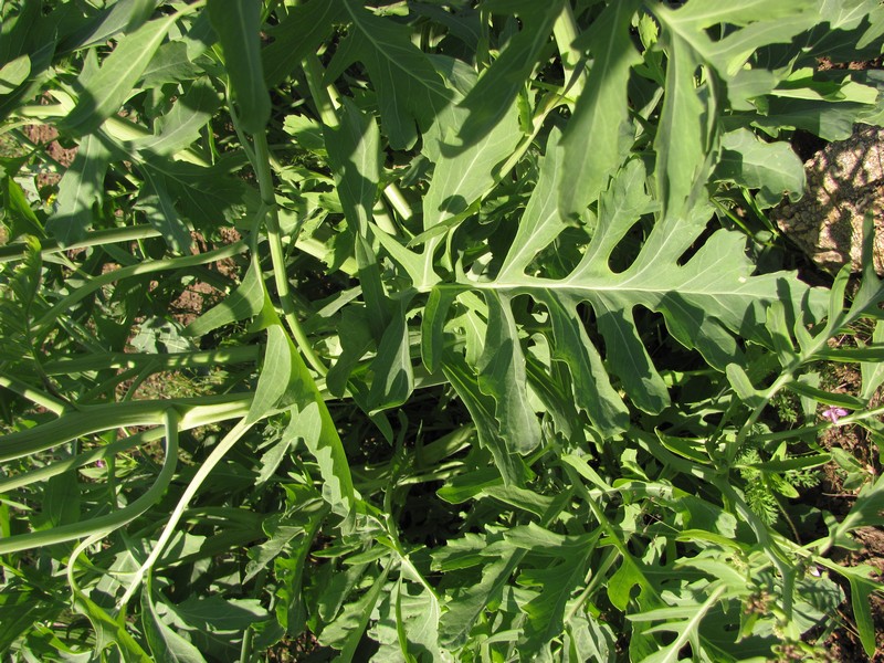 Image of genus Crambe specimen.