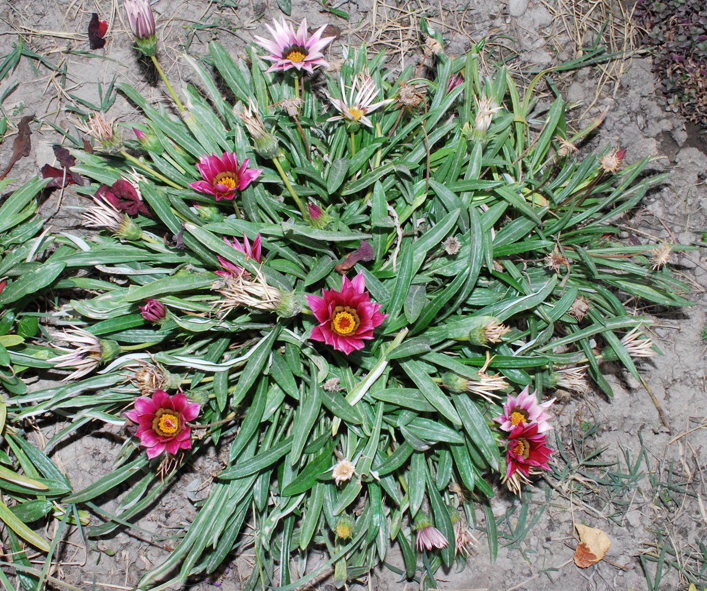 Image of Gazania &times; hybrida specimen.