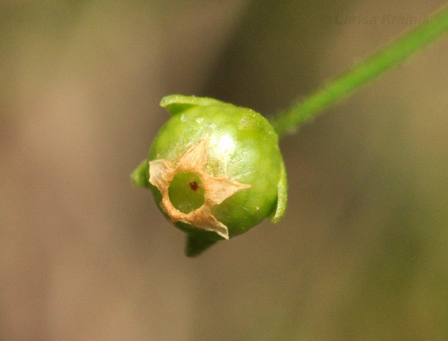 Image of Androsace filiformis specimen.