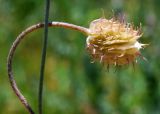 Ranunculus sewerzowii