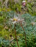 Pulsatilla multifida. Верхушка побега с плодом. Якутия, Алданский р-н, левый берег р. Алдан в 6 км выше г. Томмот, подошва склона. 27.06.2016.