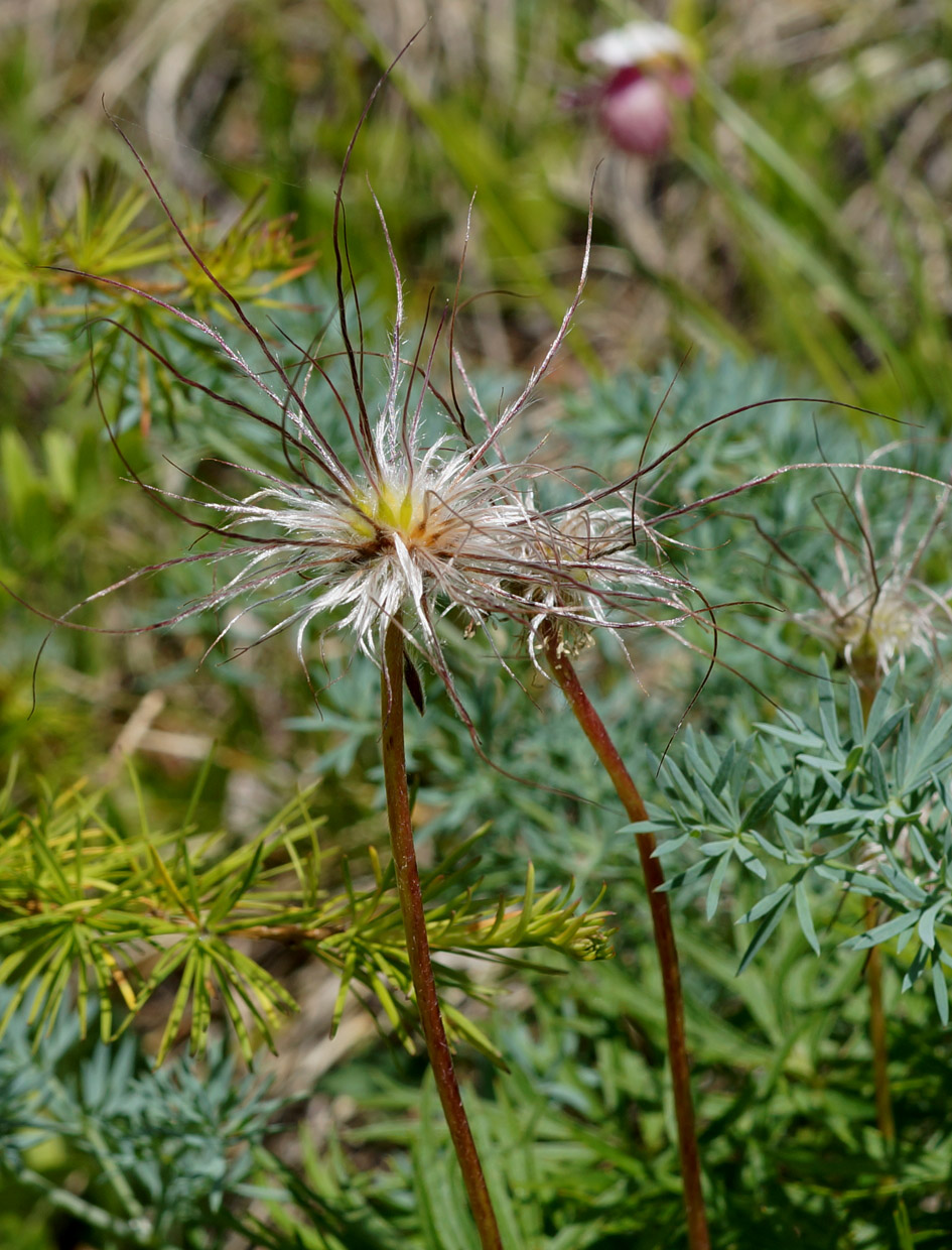 Image of Pulsatilla multifida specimen.