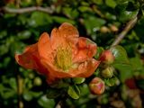 Chaenomeles japonica