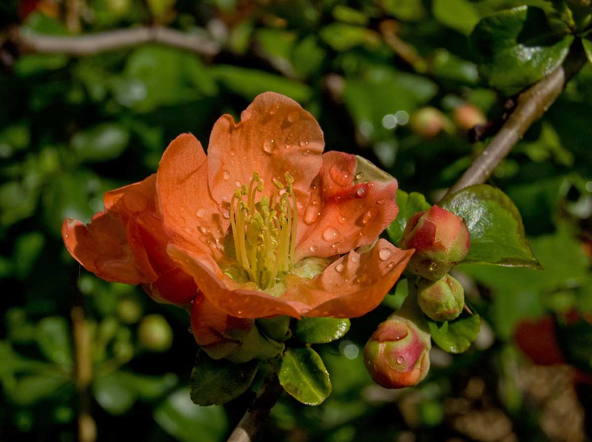 Изображение особи Chaenomeles japonica.