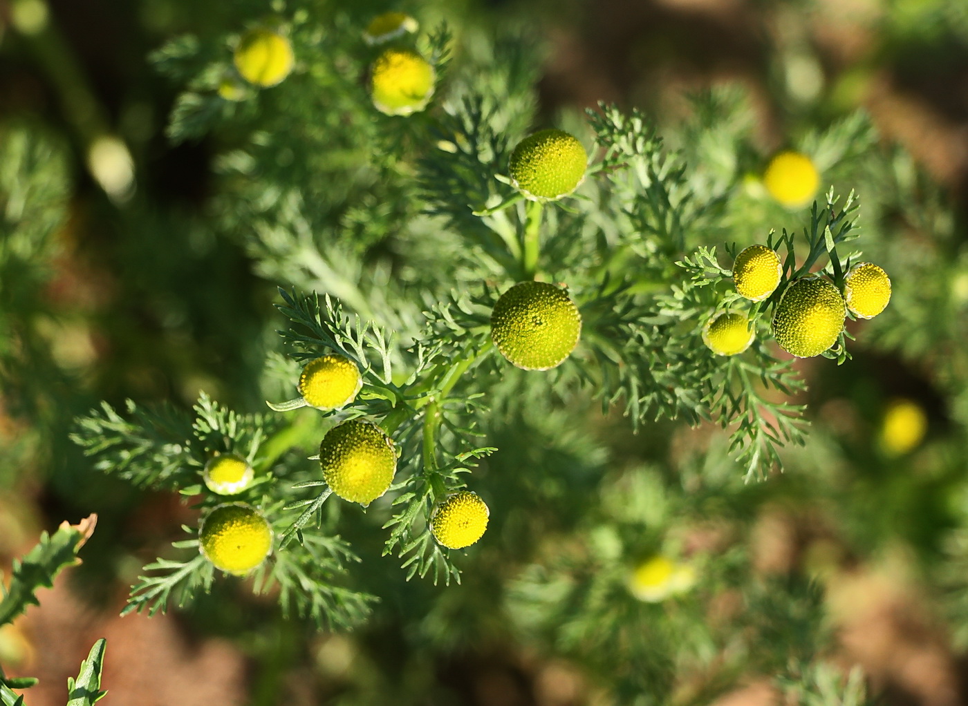 Image of Matricaria discoidea specimen.