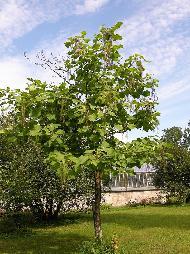 Изображение особи Catalpa bignonioides.