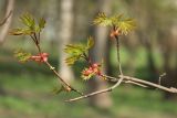 Acer platanoides. Ветвь с молодыми побегами. Санкт-Петербург, в озеленении. 10.05.2010.