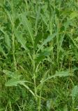 Sonchus arvensis ssp. uliginosus