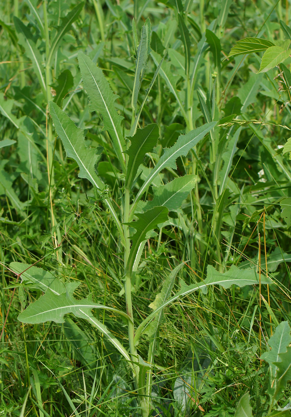 Image of Sonchus arvensis ssp. uliginosus specimen.