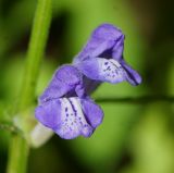 Scutellaria galericulata. Цветки. Восточный Казахстан, г. Усть-Каменогорск, берег р. Ульба, влажный луг. 03.08.2017.