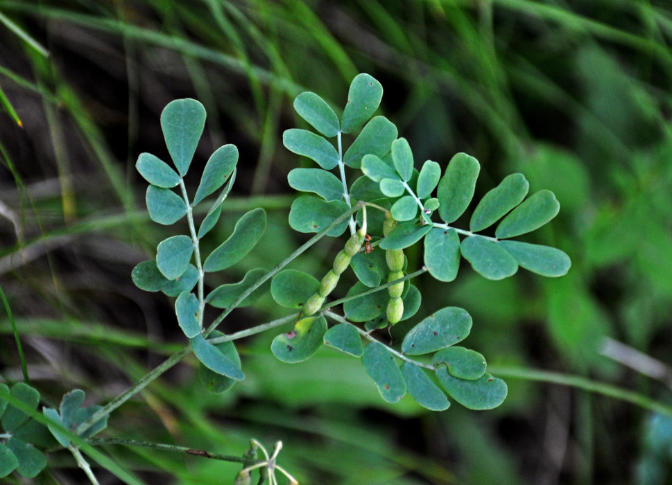 Image of Coronilla coronata specimen.