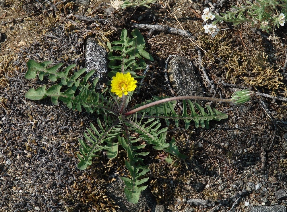 Image of Taraxacum dissectum specimen.