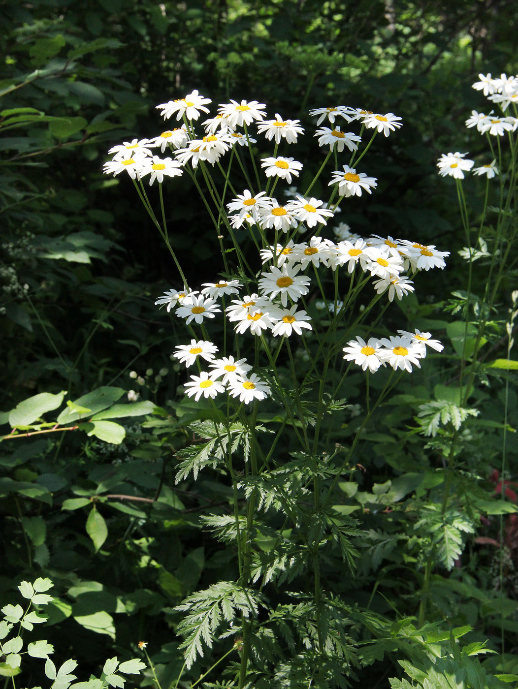 Изображение особи Pyrethrum corymbosum.